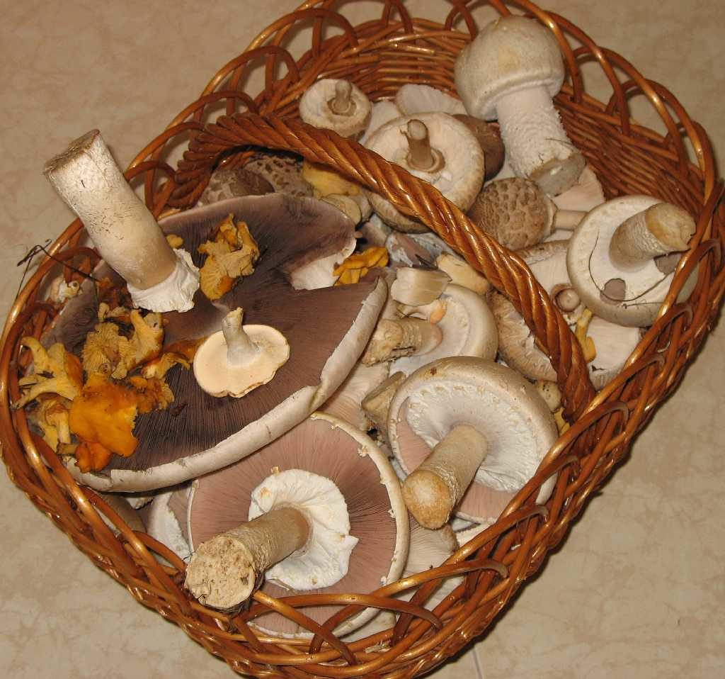 Different mushrooms in a basket