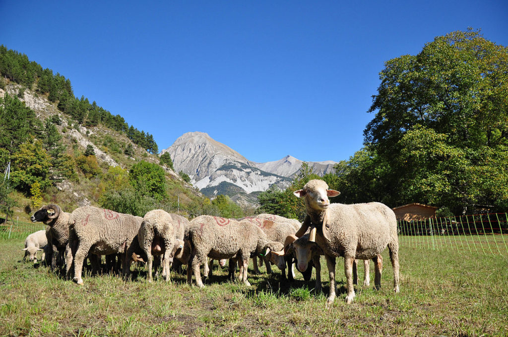 sheep in green pasture in Prads Provence with mountain in background