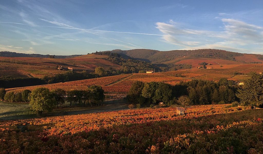 Rolling vineyards in autumn when the vines turn colour
