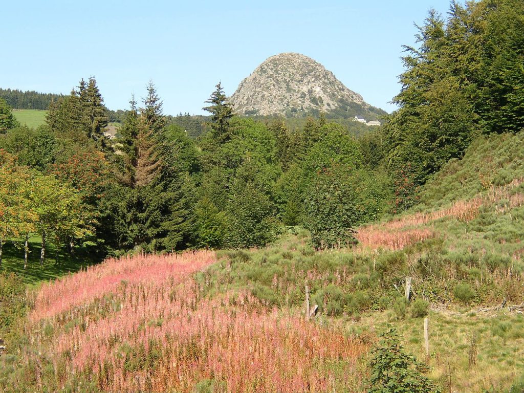 Mont Gerbier de Jonc, a high hill in background with autumn pastures and fir trees in front