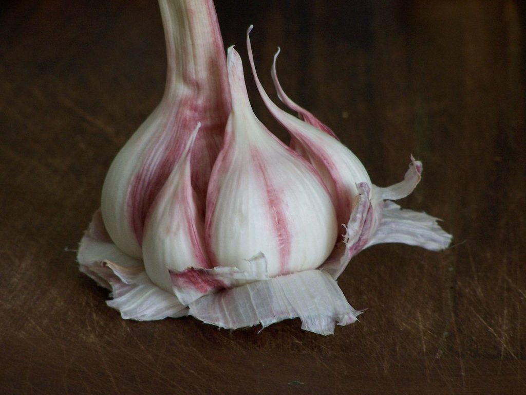 Beautiful pink garlic head with white and pink clove looking like an Old Master still life