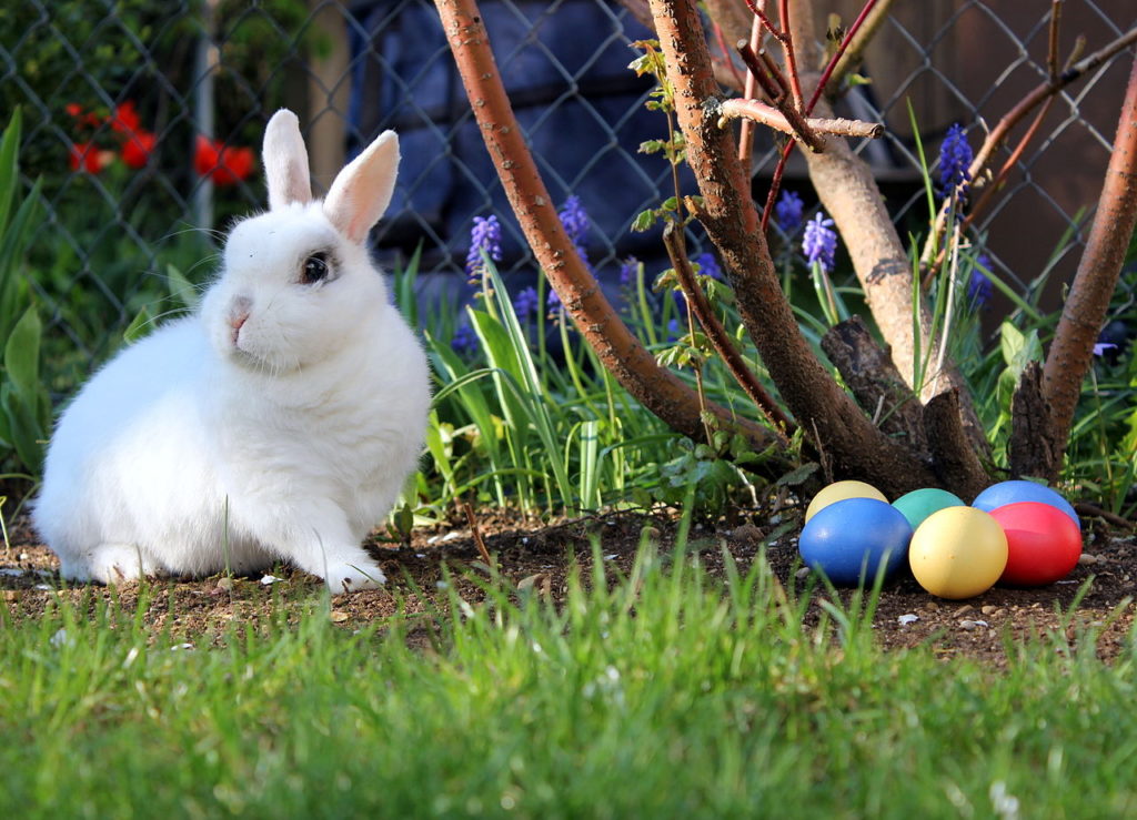 White live rabbit on grass beside Easter eggs