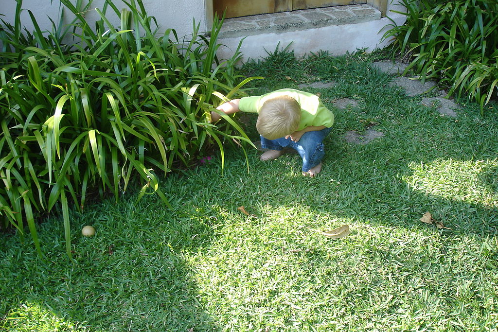 Very small boy hunting under plants for Easter eggs