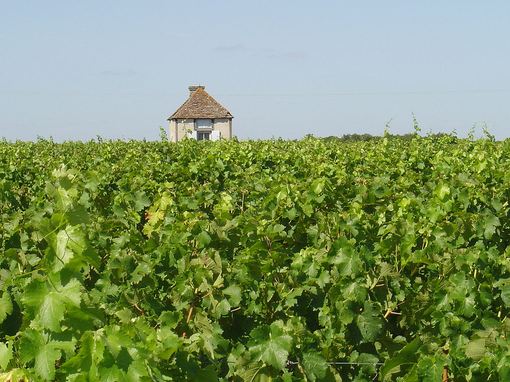 Touraine-Amboise Vineyards with lush vines taking up half the picture and small stone hut in background