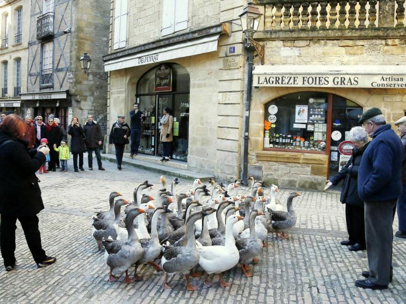 Geese herd in middle of street in Sarlat at the Sarlat Goose Festival
