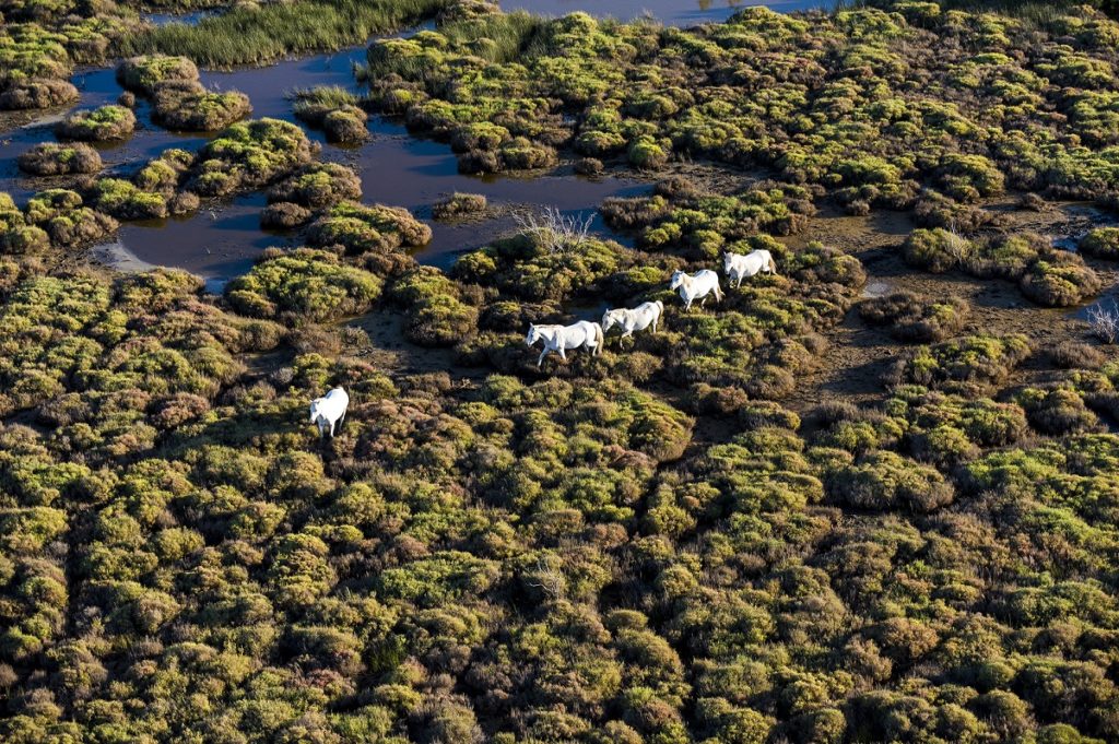 Aerial view of the Camargue with white horses running across the salt marshes