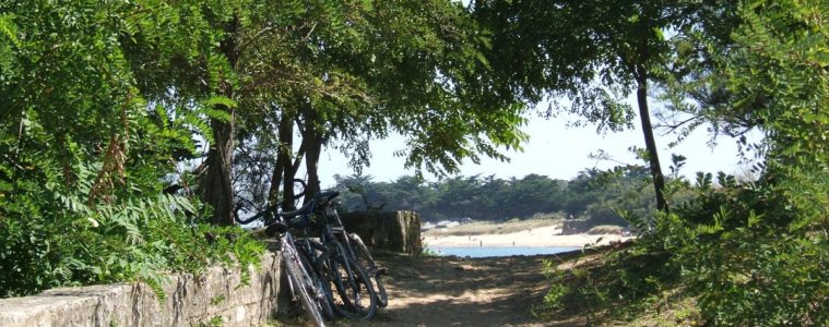 Delightful shot looking down a shaded sandy path with trees on one side and bicycles towards the sea on Ile de Ré
