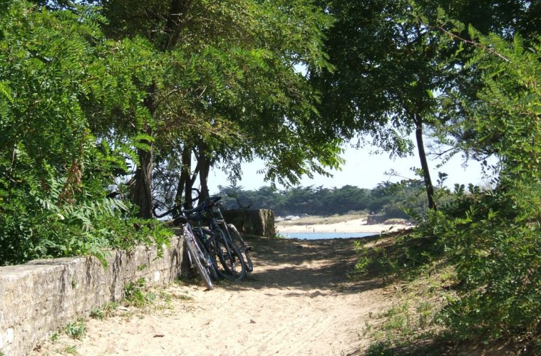 Delightful shot looking down a shaded sandy path with trees on one side and bicycles towards the sea on Ile de Ré