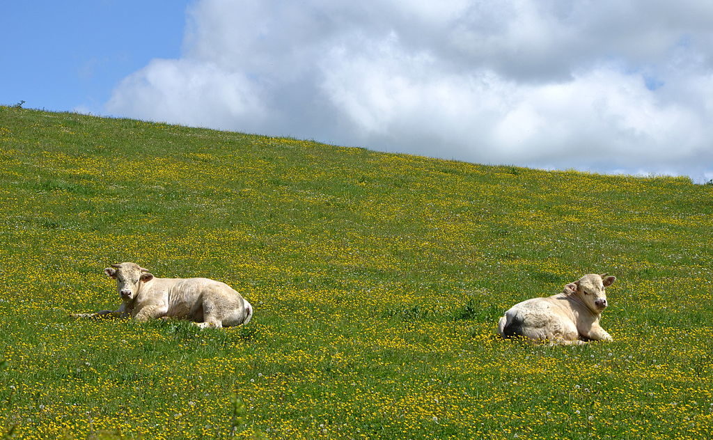 2 white charolais cattle lying down in a green field