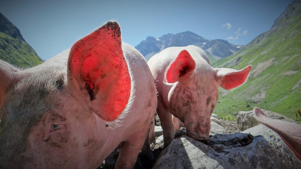 2 happy pigs in the French Alps. close up on one licking a stone with one in front with sun shining through ears with French Alps in background