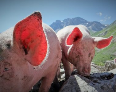 2 happy pigs in the French Alps. close up on one licking a stone with one in front with sun shining through ears with French Alps in background