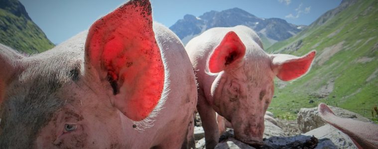 2 happy pigs in the French Alps. close up on one licking a stone with one in front with sun shining through ears with French Alps in background
