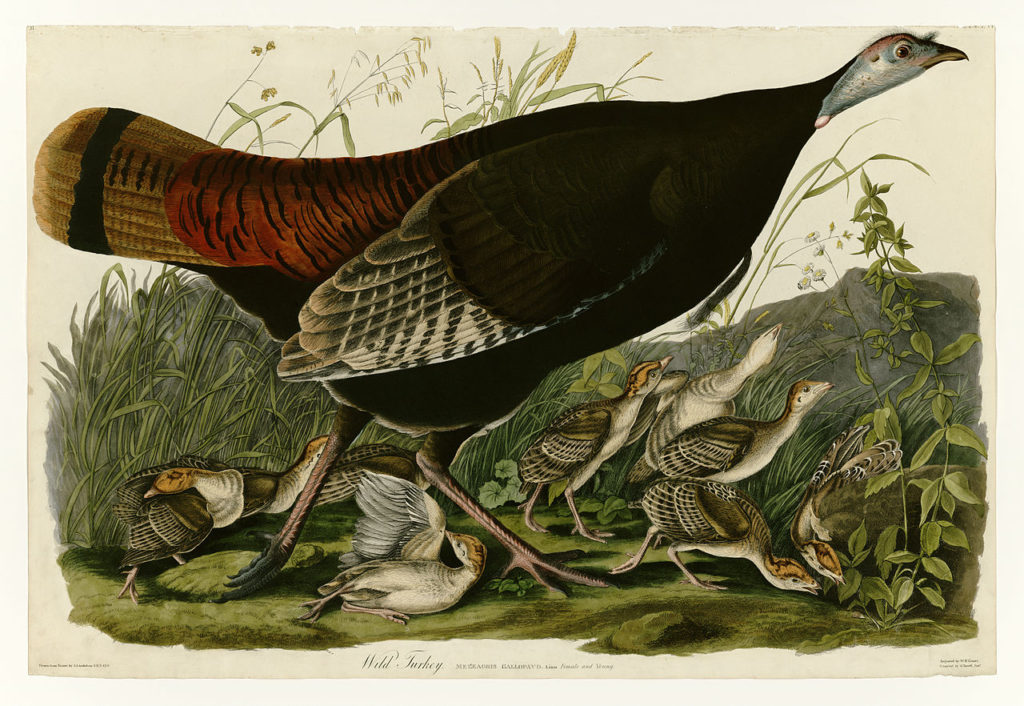Old print of a wild turkey, black running across page with baby turkeys playing on ground beneath