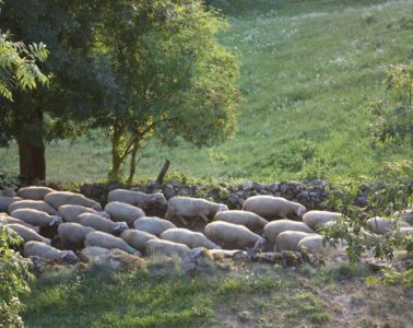 Sheep walkiing up a path in between fields and a stone wall in France