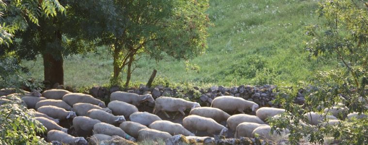 Sheep walkiing up a path in between fields and a stone wall in France