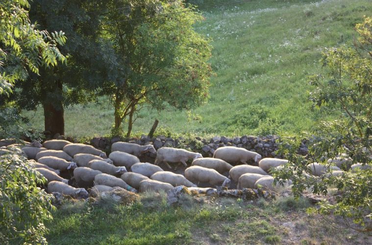 Sheep walkiing up a path in between fields and a stone wall in France