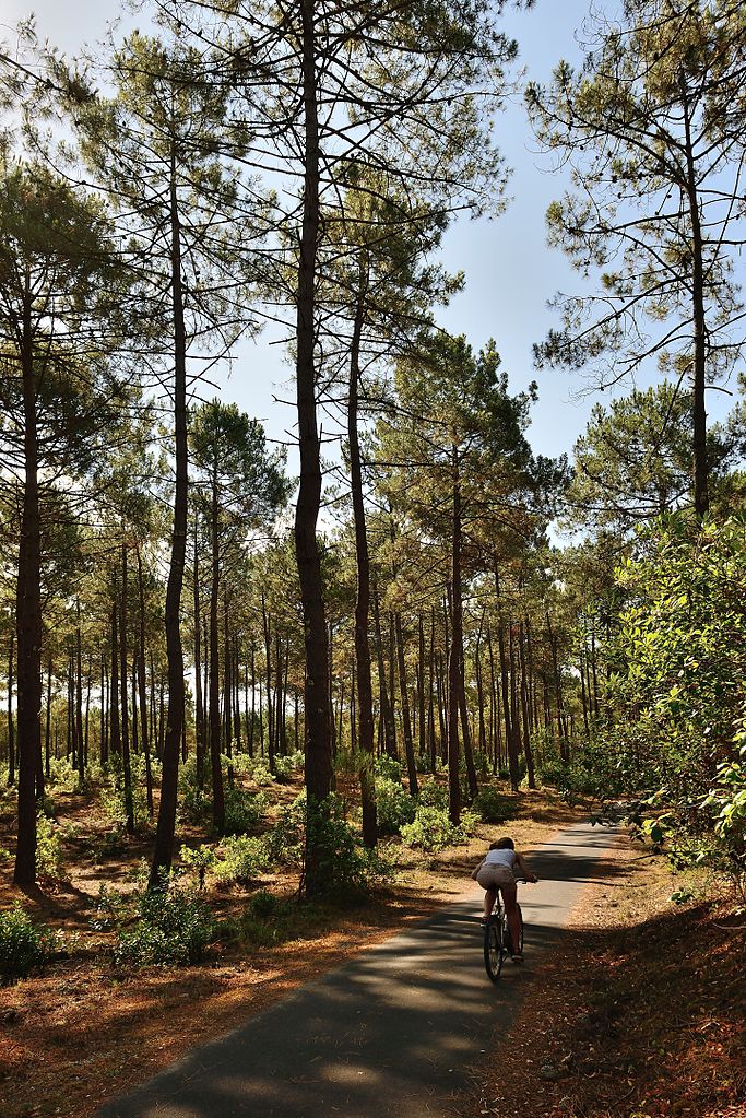 Tall pines and sandy paths in Les Landes in France