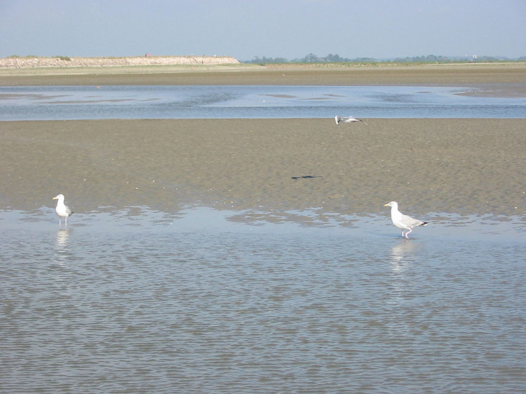 Mouth of the Somme river with large expanse of water and reedy marshes and 2 seagulls