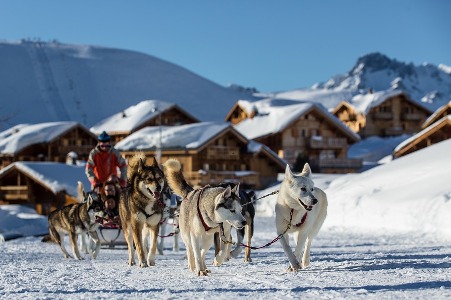 Dog sledges in winter in Alpe d'Huez with team of dogs harnessed to a sledge about to take off with chalets in background