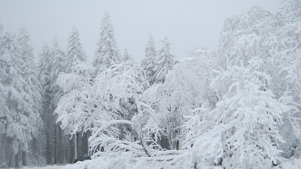 Snow covered pine trees in Bas Rhin France