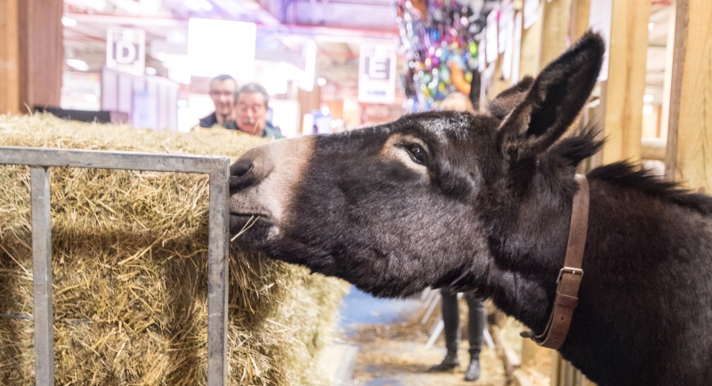 Donkey reaching out to eat hay showing just his head at the Versailles international food show