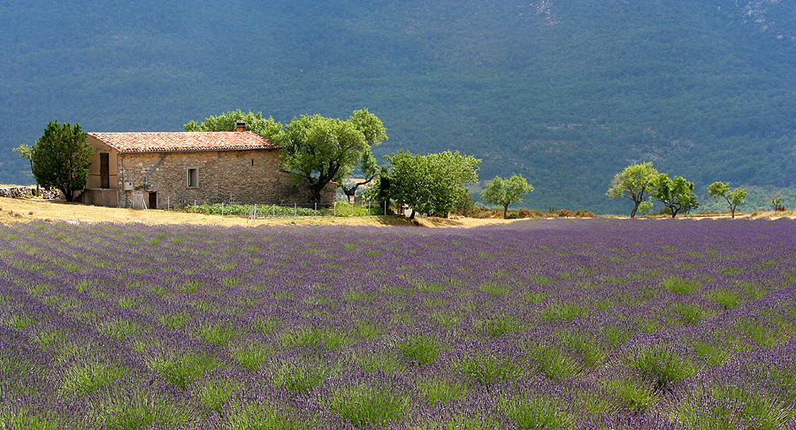 Large field of purple lavender and in distance small mas or farmhouse wof warm stone with red tiled roof, trees around against misty background of far hillside