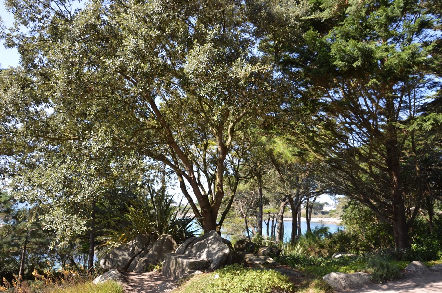 Georges Delasalle garden on Ile de Batz Brittany island showing sea in far distance and huge mediterranean style trees with long path