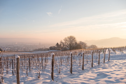 winter in Epernay Champagne vineyards with snow on ground and on trees in distance and vines