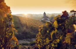 epernay vineyards in autumn. Long view with orange and red vines and church in distance with sun just appearing over horizon