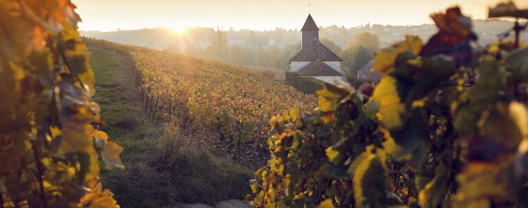 epernay vineyards in autumn. Long view with orange and red vines and church in distance with sun just appearing over horizon