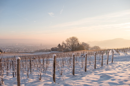 epernay vineyards in winter with snow on ground, posts with vines and trees in background in beautiful light