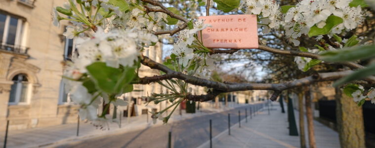 Avenue de Champagne in Epernay in sprint showing row of buildings on left, white blossom on right with sign in branches saying Avenue de Champagne Epernay