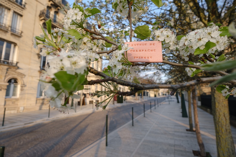 Avenue de Champagne in Epernay in sprint showing row of buildings on left, white blossom on right with sign in branches saying Avenue de Champagne Epernay