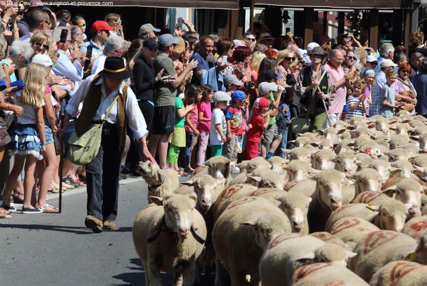 Transhumance with sheep in street, shepherd and people around