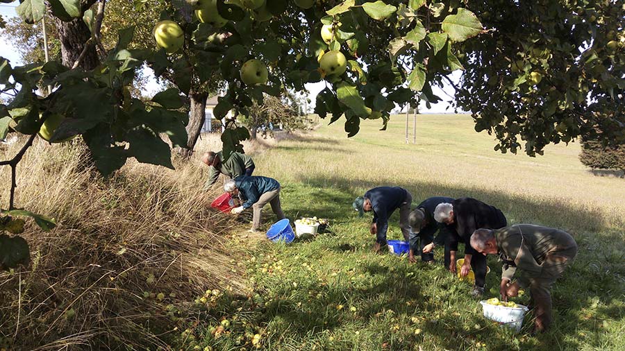 Chestnut festival Mourju with many people gathering chestnut under chestnut trees in fields