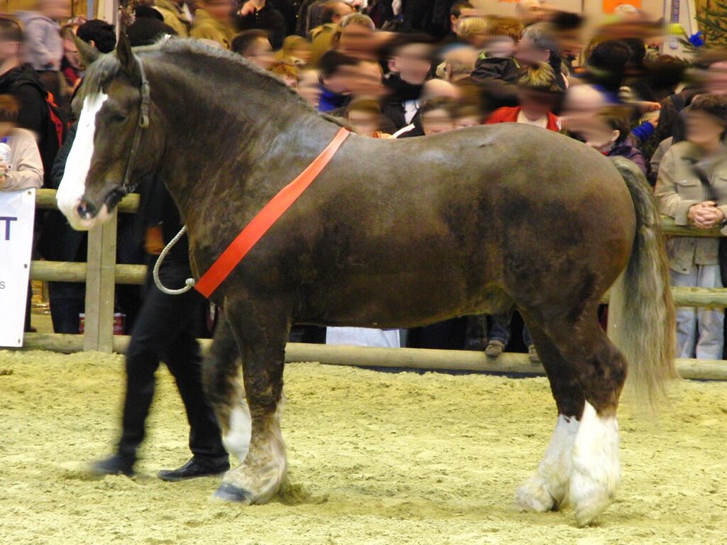 Breton horse bred for its meat